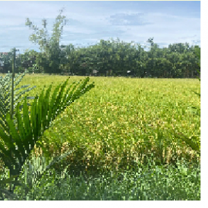 Gạo trắng Kim Bồng (Gạo chuyển đổi hữu cơ)