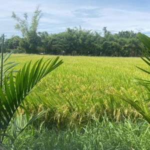 Vụ trồng lúa Hè - Thu 2026 hữu cơ - Mô hình liên kết 18 hộ nông dân
